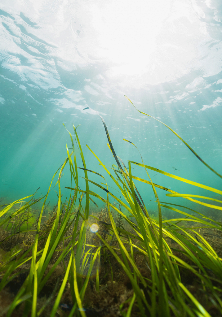 New boat mooring system paves way for significant seagrass rewilding ...